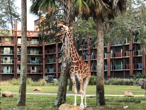 Animal Kingdom Lodge