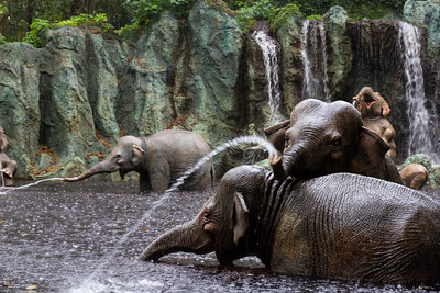 Jungle Cruise