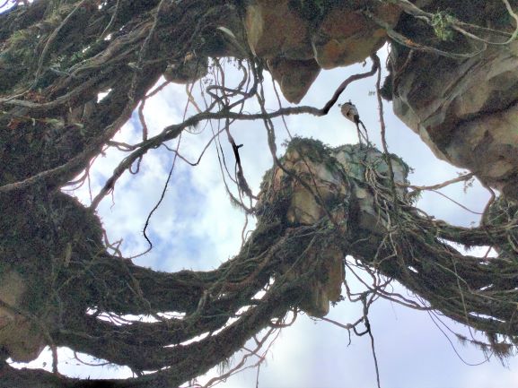 The Tree of Life