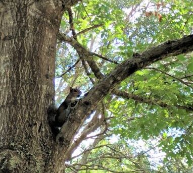 Squirrel