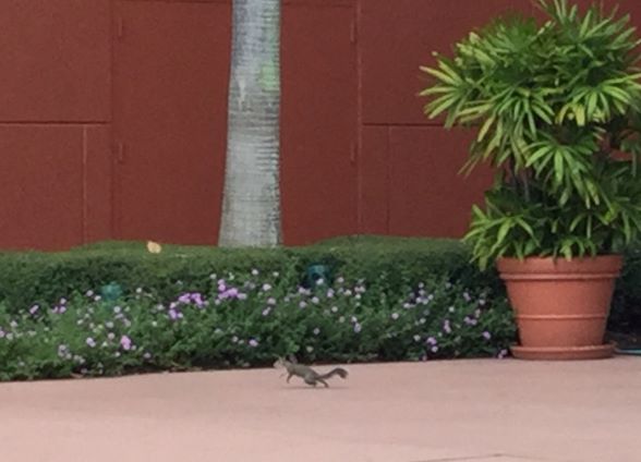 Squirrel
