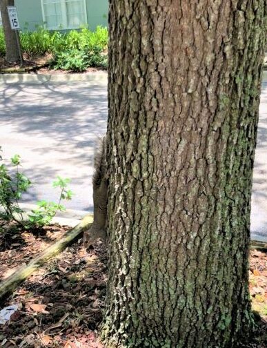 Squirrel