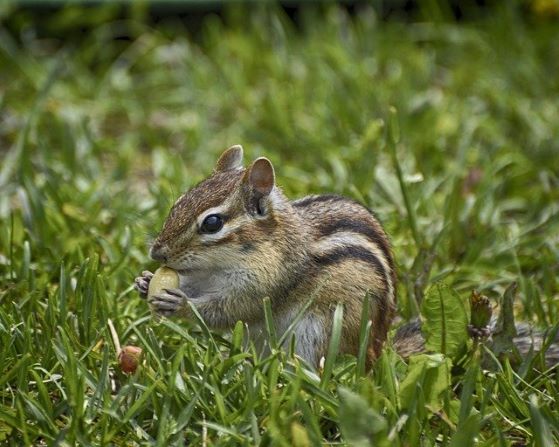 chipmunk
