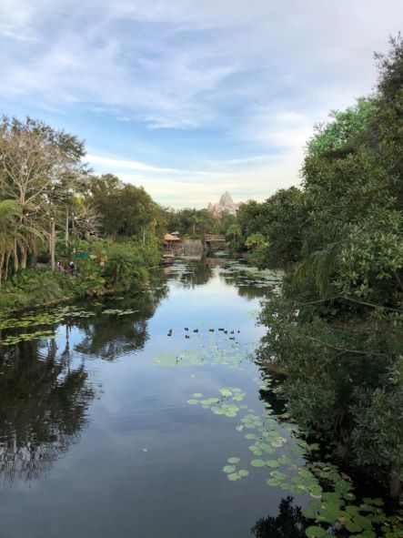 Animal Kingdom